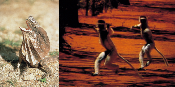 わくわく動物ランド TBSテレビ ボードゲーム 1984年製